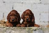 SETTER IRLANDAIS 178